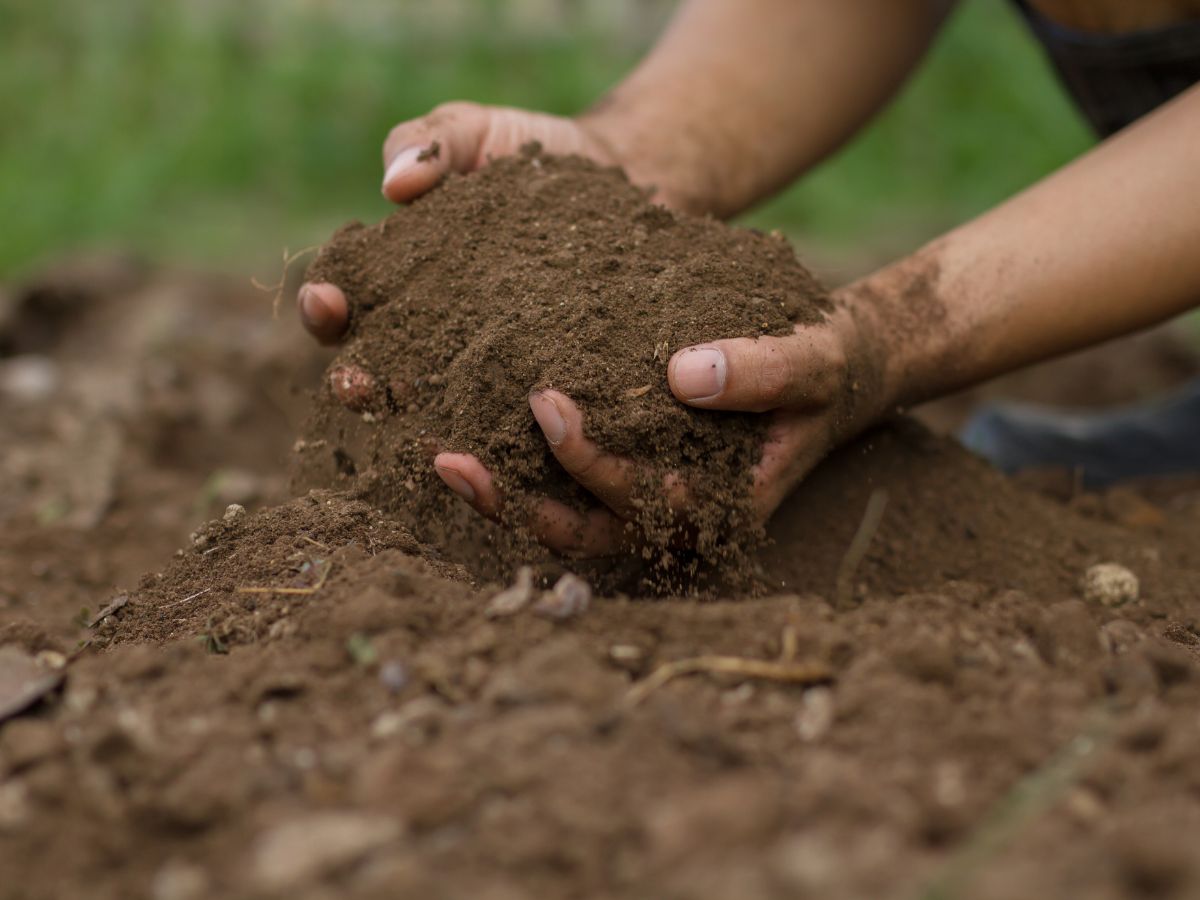 a person holding living soil in their hands