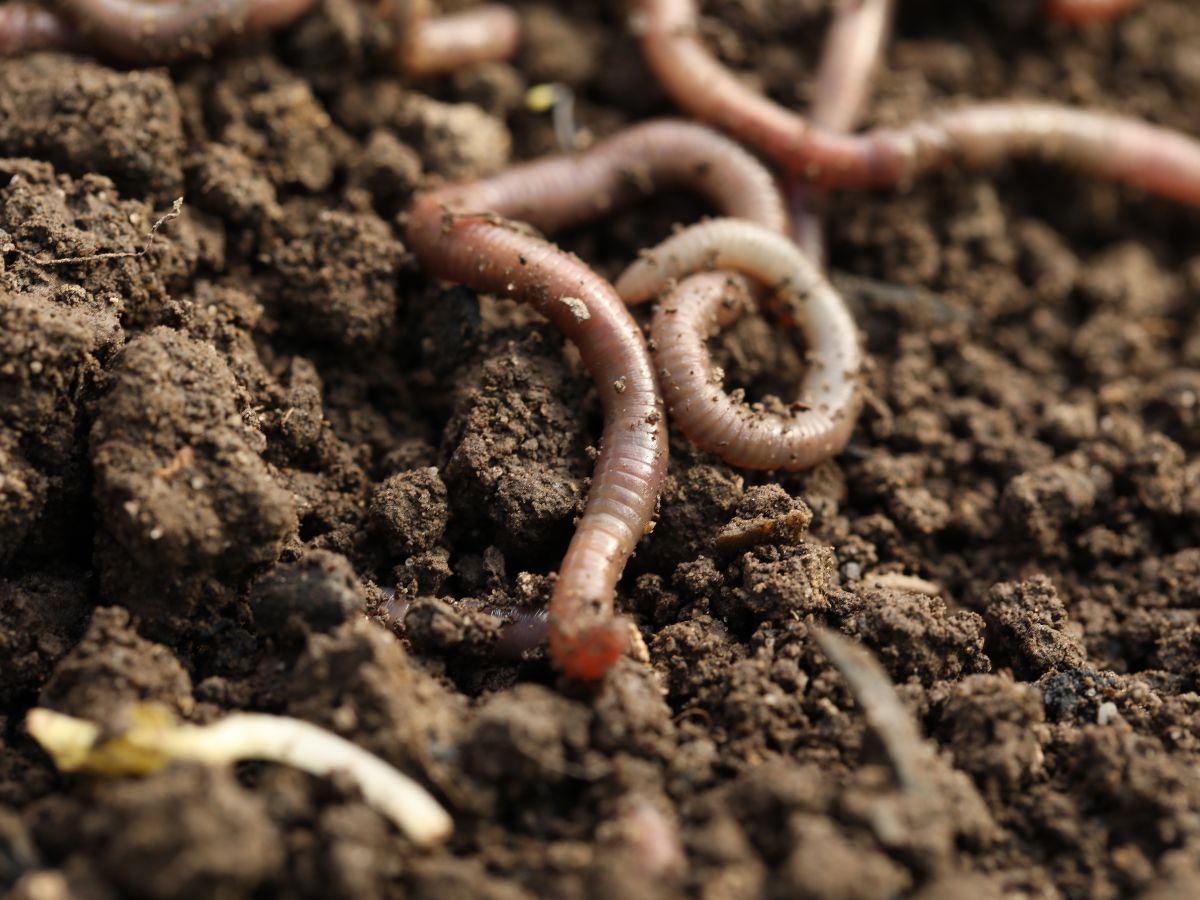 earth worms in soil
