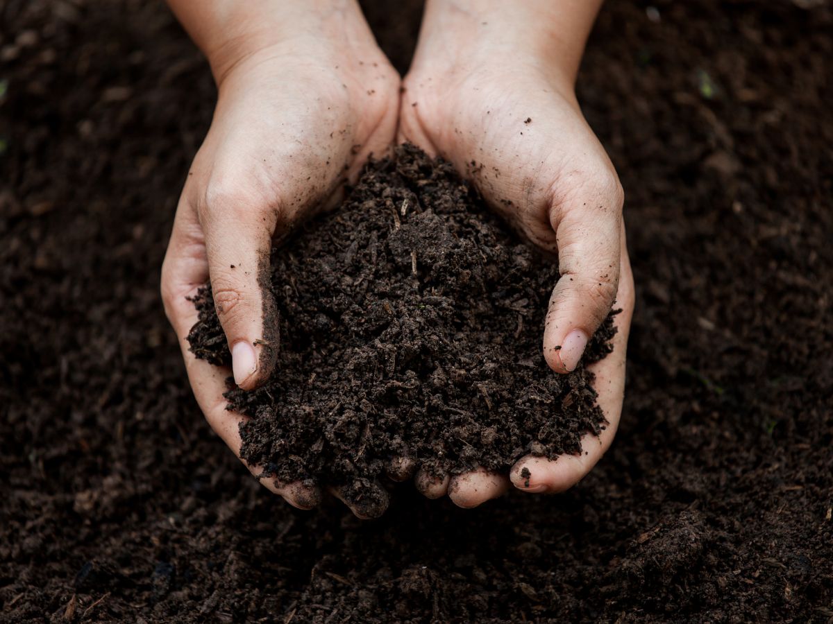 a person holding soil in their hands